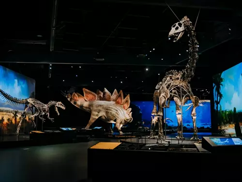 Výstava kosterních modelů dinosauřů v muzeu s barevnými pozadími.
