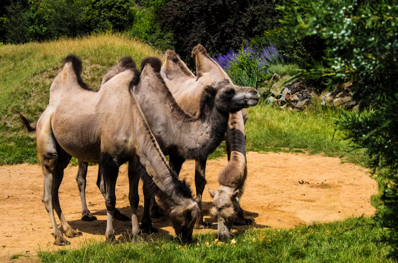 Skupina dvouhřbetních velbloudů pasoucí se v zoologické zahradě.