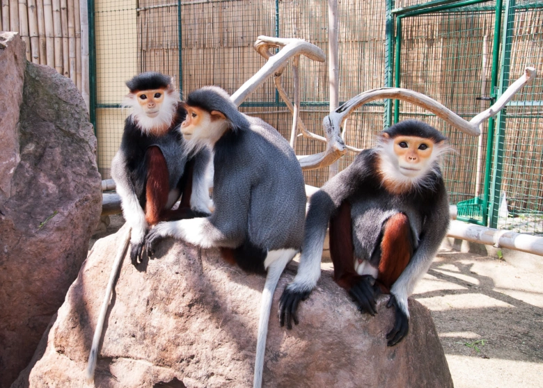 Tři opice sedí na skále v kleci zoologické zahrady.