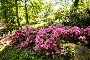 Rostoucí růžové kvetoucí keře v botanické zahradě.