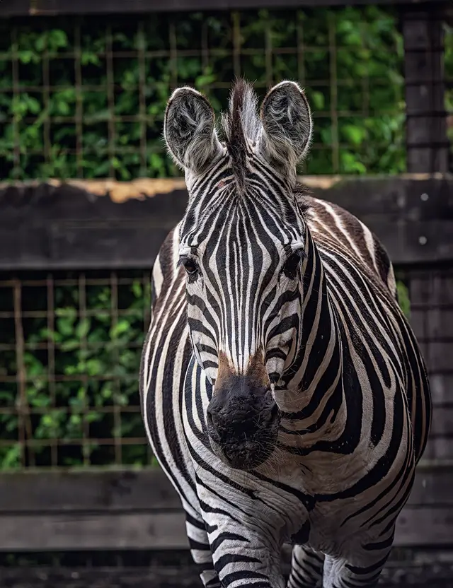 Zebra v ohradě zoologické zahrady s dřevěným plotem.