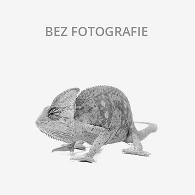 Chameleón v profilu na bílém pozadí bez fotografování.
