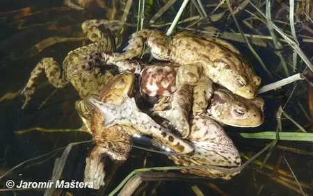 Skupina ropuch obecných v nádrži během páření.