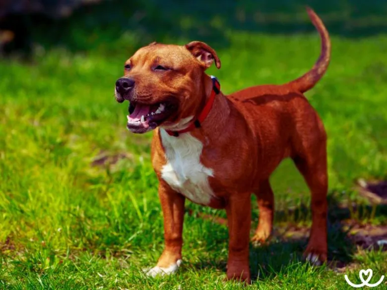 Americký pitbull terier stojí na trávníku.