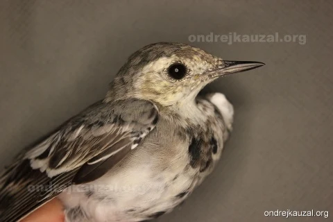 Bílý konipas sedící na ruce s detailním pohledem na peří.