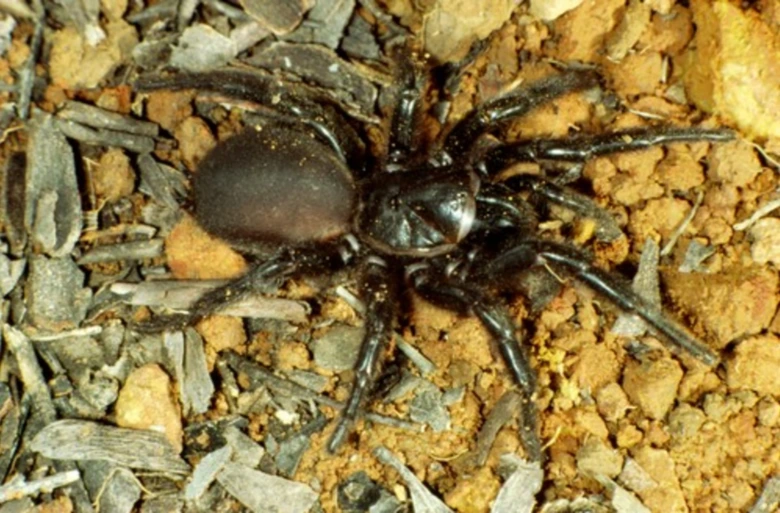 Velký černý pavouk z čeledi Atracidae na suché půdě.