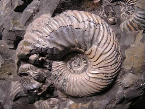 Velká amonitová fosilie zachycená v tmavé sedimentární hornině.