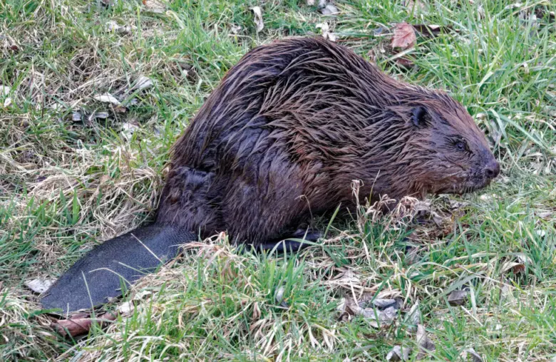 Mokrý svišť leží na trávě s viditelným ocasem.