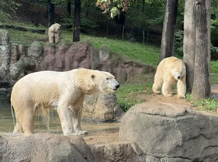 Tři polární medvědi v výběhu české zoologické zahrady.
