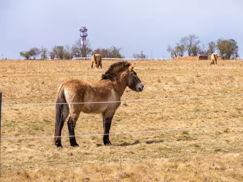 Převalského kůň stojí na suché travnaté louce s dalšími koni v pozadí.