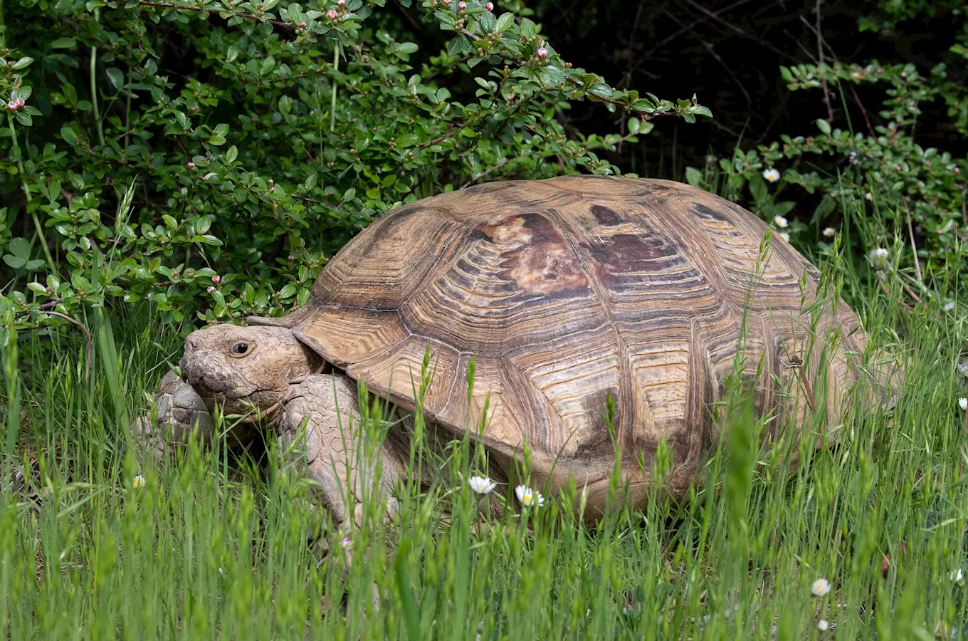 Velká želva krabice chodí po trávě v přírodě.