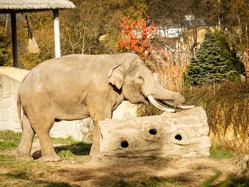 Slon v zoologické zahradě s dřevěným blokem pro krmení.