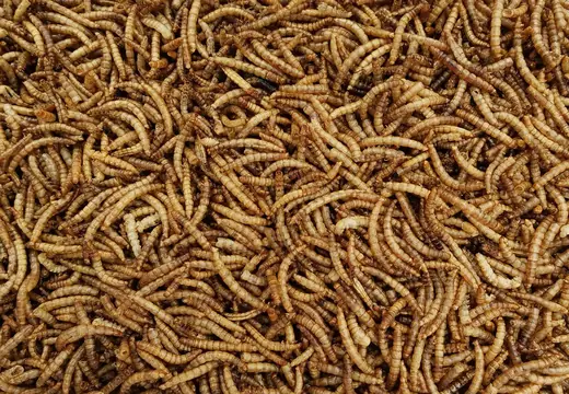 Hromada živých rypoušů hlodavců (Tenebrio molitor) na světle.