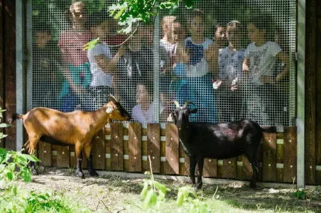 Dvě kozy za plotem v zoo s dětmi pozorujícími zvířata.