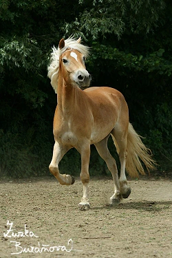 Bulík kůň plemeno běží po zemi s bílou hřívou.