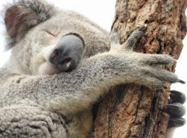 Sleeping koala on tree