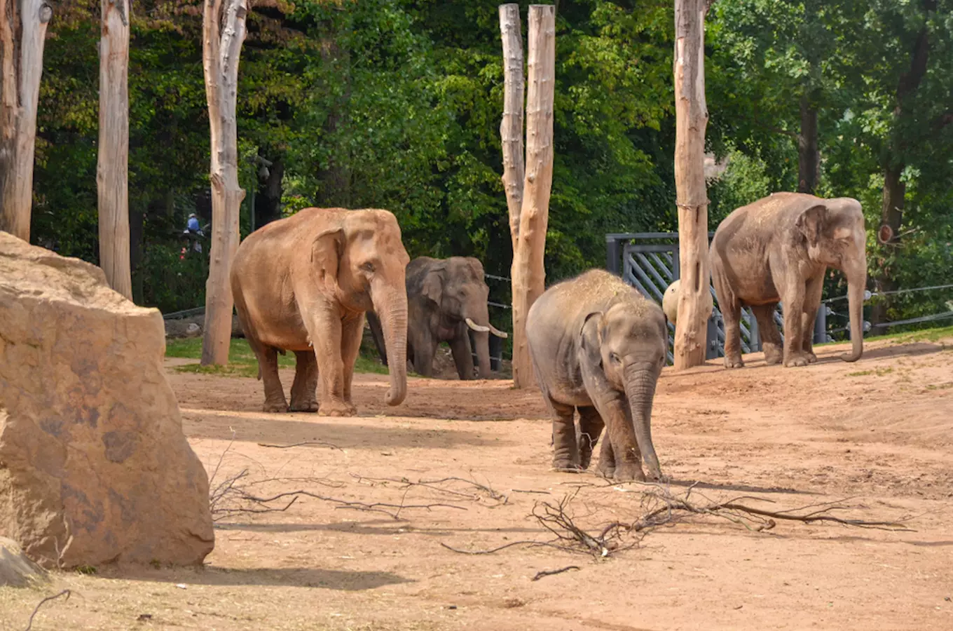 Sloňata s mládětem v areálu české zoologické zahrady.