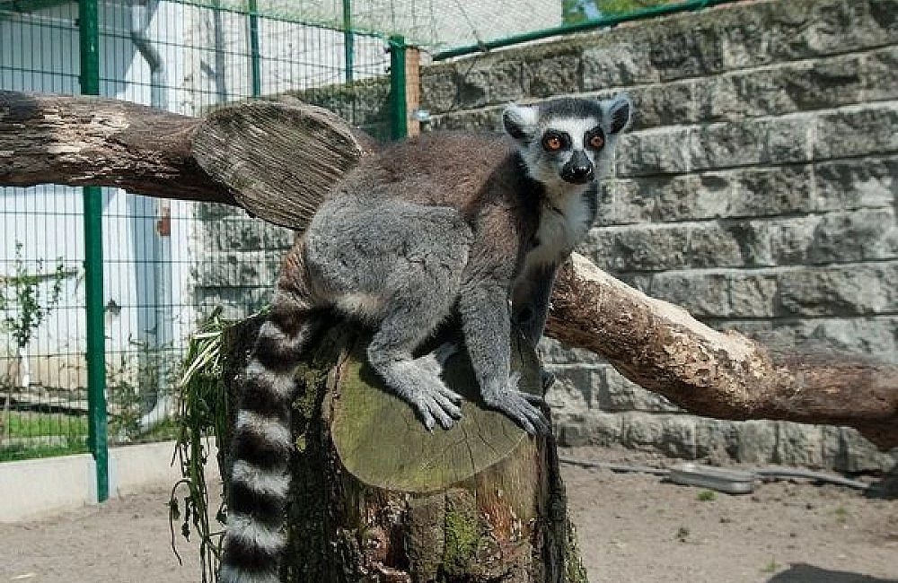 Ringtailed lémur sedící na kmeni stromu v zoo.